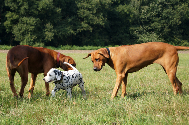 Ridgeback ladies & Obonya’s pride bright Giant Porter